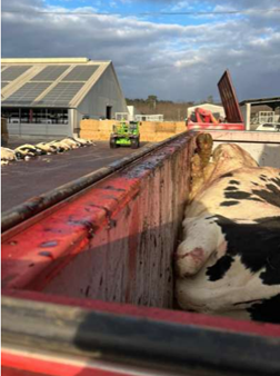 Mynd 3. Sören Gerber Nielsen