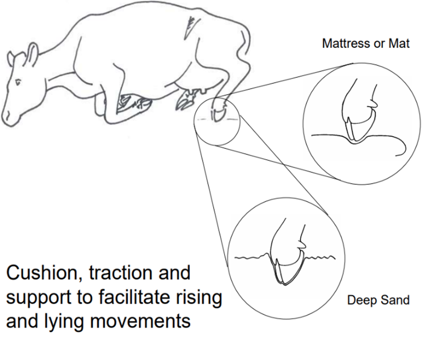 Mynd 4. Nigel B. Cook