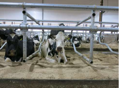 Mynd 7. Nigel B. Cook